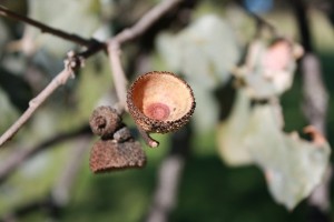 Cascabillo tras caer la bellota/ Aceytuno