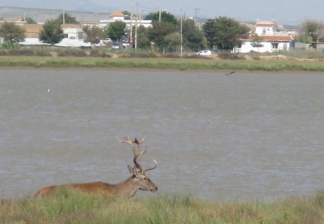 Venado fotografiado hace unos días por Pilar López en Doñana por la ribera, con las casas de Sanlúcar al fondo.