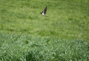 Golondrina (Hirundo rustica) / Aceytuno