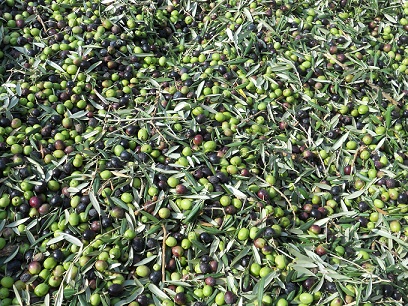 Este año no hemos podido verdear la aceituna manzanilla, a la que molestó en gran manera una dura granizada caída cuando apenas tenía 4 mm de diámetro.

#CompartelaNaturaleza