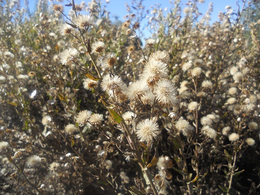 El otoño está siendo extraordinariamente seco y en la mayor parte de Andalucía todavía no han nacido los cereales de invierno.

Joaquín