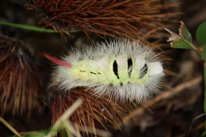 Oruga de la mariposa Elkneria pudibunda sobre los erizos de las castañas / Aceytuno