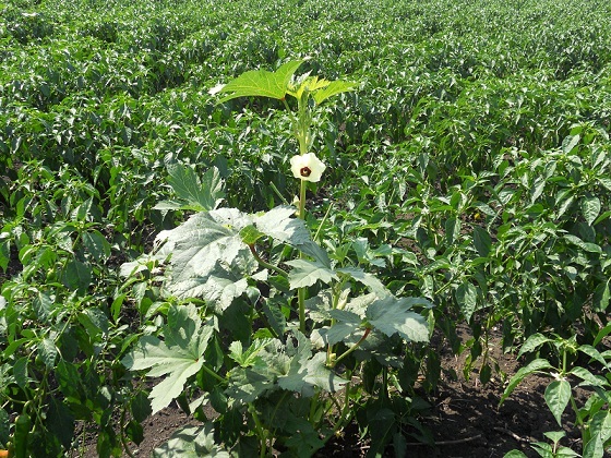 Esta preciosa planta que en la imagen aparece en una plantación de paprika en Mozambique recibe el nombre, en portugués, de Quiabo, palabra derivada del bantú Kingombo o, más resumidamente, Gombo.

Joaquín