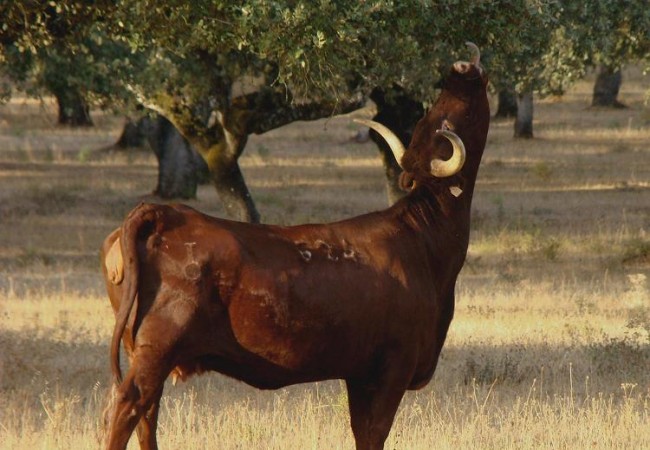 Las vacas a falta de verde con el que refrescarse el paladar, ramonean las ramas bajeras de las encinas, ahí la ven en la fotografía. 

         Juan Carlos Delgado Expósito