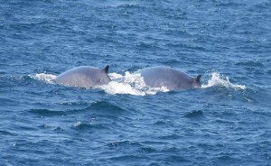 rorcuales comunes estrecho