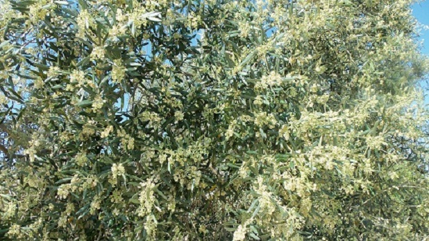Los olivos, en esta primavera, son verdiblancos.

Joaquín