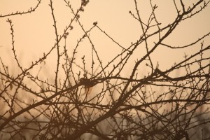 Amanecer sobre un gorrión / Aceytuno