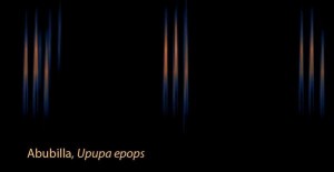 Imagen del sonido de la Abubilla (Upupa epops) / Carlos de Hita
