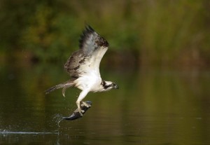 Águila pescadora (Pandion haliaetus) / Javier Valladares