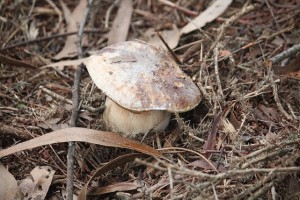 Boletus / Aceytuno