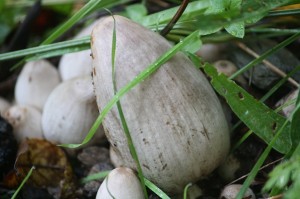 Coprinus : Aceytuno