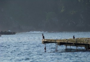 Cormorán en septiembre