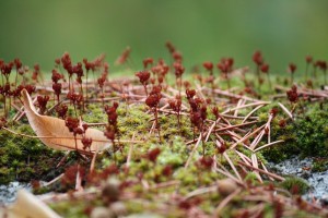Esporófitos de musgo / Aceytuno