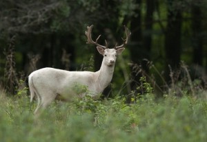 Gamo (Dama dama) albino / Javier Valladares