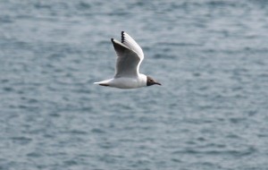 Gaviota reidora (Larus ridibundus) / Aceytuno