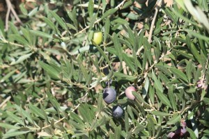 Envero de las aceitunas en un olivo de Jaén / Aceytuno