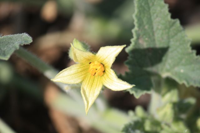 Flor del olivar