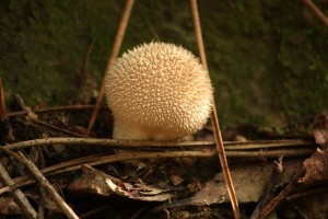 Lycoperdon / Aceytuno