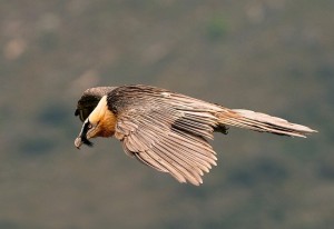 Quebrantahuesos (Gypaetus barbatus) / Javier Valladares