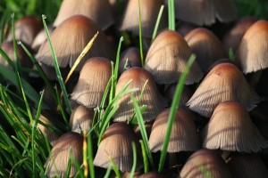 Fascículo de coprinus / Aceytuno