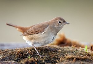 Ruiseñor común (Luscinia megarhynchos) / Javier Valladares