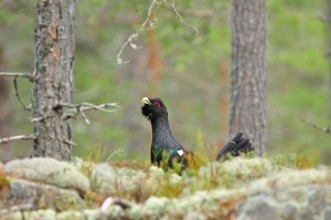 Urogallo (Tetrao urogallus) / Javier Valladares