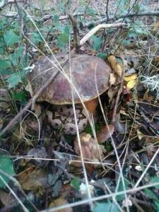 Víbora hocicuda (Vipera latasti) bajo Boletus aereus / Manuel Romero