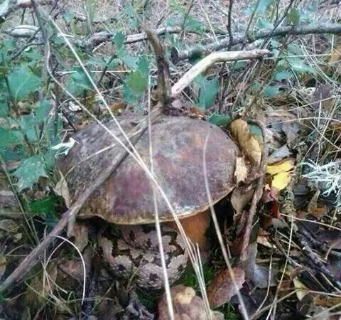 Víbora en un Boletus aereus, por Pilar