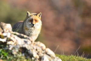 Zorro (Vulpes vulpes) macho con pelaje invernal / Javier Valladares