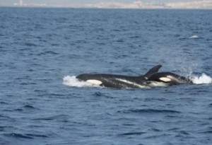 Orcas en el estrecho de Gibraltar/ Juan Manuel Salazar