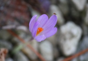 Flor de otoño / Aceytuno