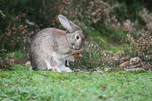 Conejo alimentándose de brezo / Aceytuno