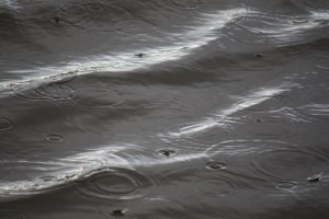 Gotas de lluvia sobre el agua en Daimiel / Aceytuno