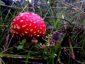 Amanita muscaria / Manuel Romero