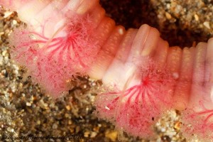 Branquias de Arenicola marina / Ricardo Roberto Fernández Martínez