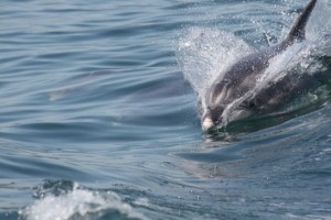 Delfín mular (Tursiops truncatus) Bottlenose dolphin / Aceytuno