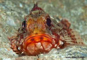 Escórpora (Scorpaena scrofa)  / Gabriel Valls Gost