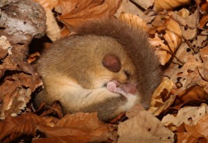 Lirón gris (Glis glis) hibernando / Roberto Ragno