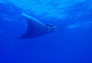 Maroma (Mobula birostris)  /Cristóbal Richart de Buceolarestinga.com