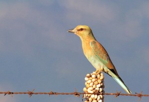 Carraca joven en La Janda (Tarifa) en migración/  Arkadiusz Broniarek