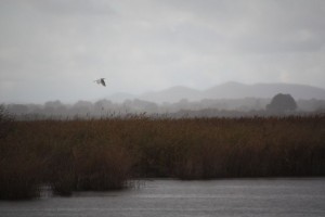 Garceta grande (Egretta alba) en vuelo sobre las Tablas de Daimiel ( 9-11-2014)