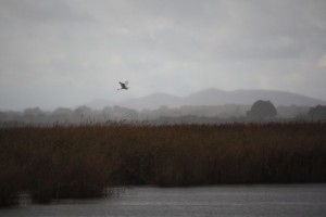 Garceta grande (Egretta alba)- Great White en vuelo sobre las Tablas de Daimiel ( 9-11-2014)