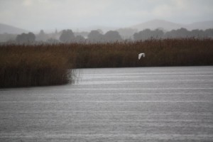 Garceta grande (Egretta alba) bajo la lluvia en las Tablas de Daimiel ( 9-11-2014)