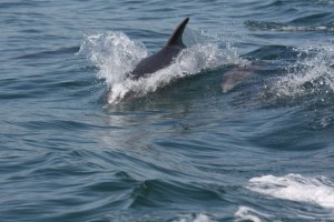 Delfines mulares o toninas siguiendo la estela del barco/ Aceytuno