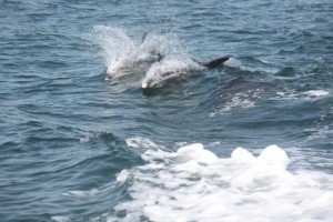 Toninas (Tursiops truncatus) / Aceytuno