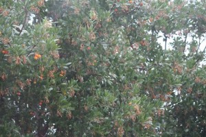 Madroños bajo la lluvia vistos desde la ventana de la casa de Sam y  Jeannie Chesterton 