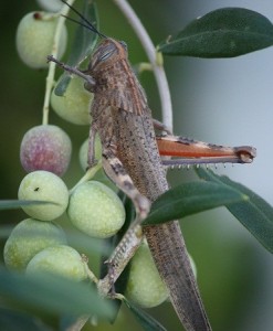 Langosta egipcia (Anacridium aegyptum) sobre olivo / Aceytuno