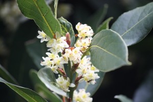 Laurel florecido en primavera / Aceytuno