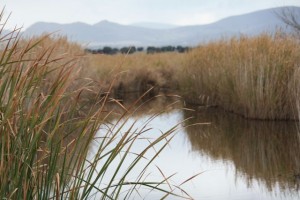 Masiega y Carrizo en Daimiel / Aceytuno