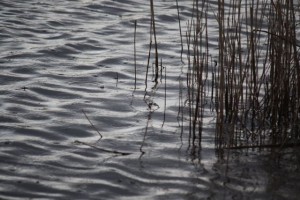 Lluvia sobre las Tablas de Daimiel / Aceytuno